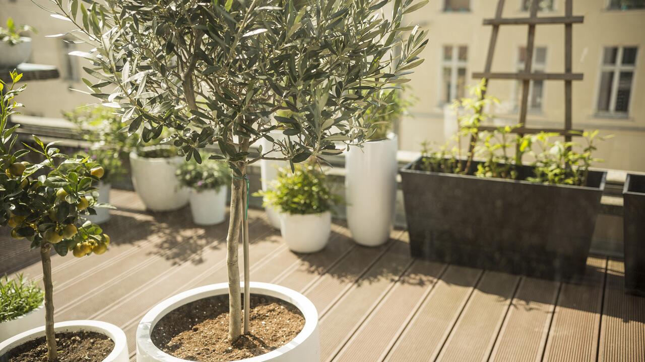 Olivenbaum überwintern: Pflegetipps für den Winter