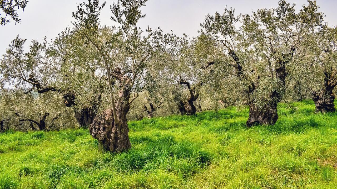 Olivenöl: Bakterium tötet in Italien 20 Millionen Olivenbäume