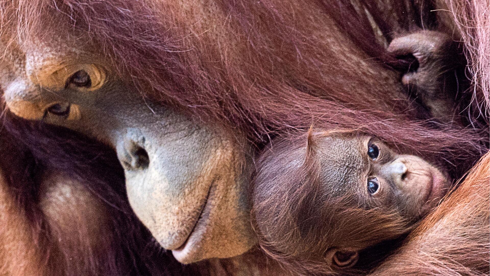 Orang-Utan mit Baby