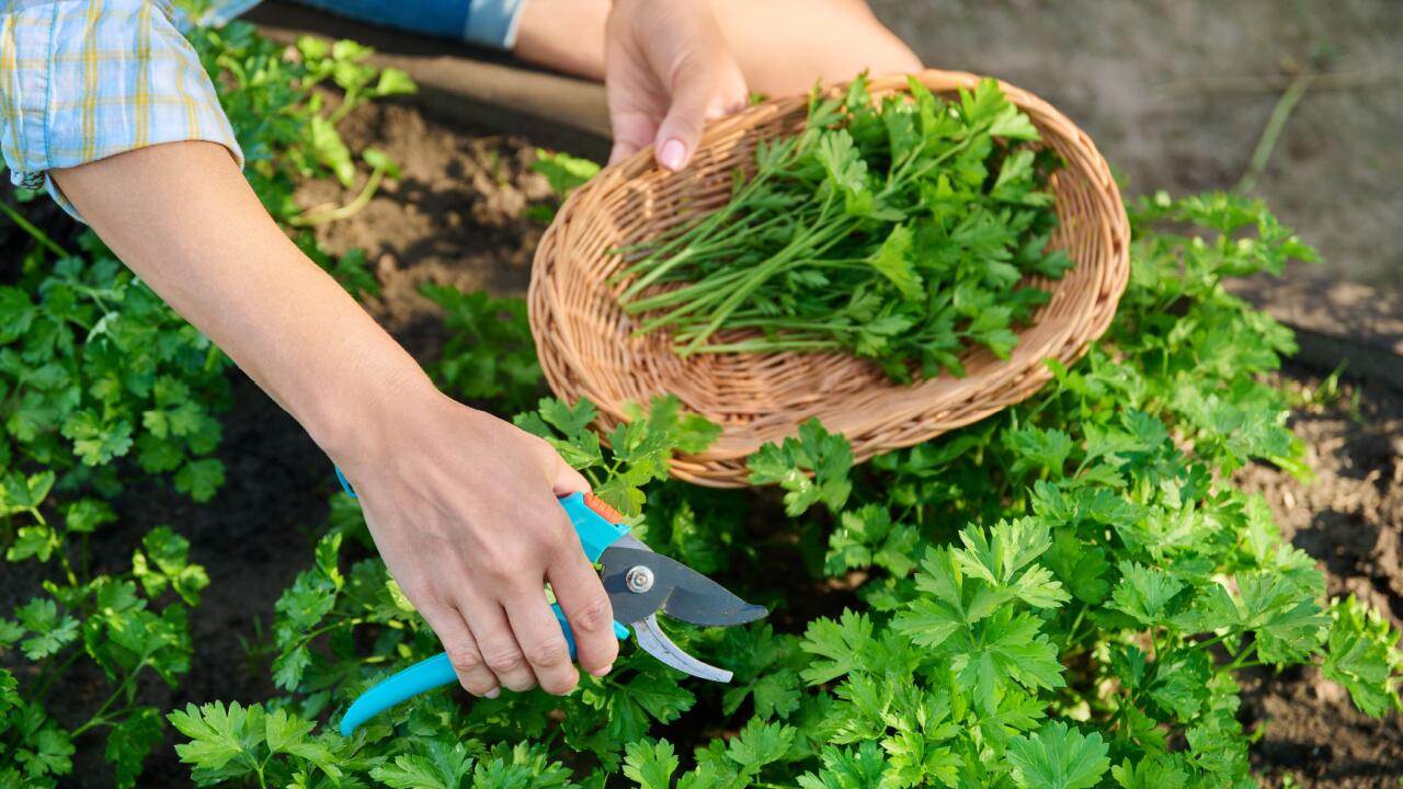 Petersilie ist ein pflegeleichtes Küchenkraut, das Sie selber anpflanzen können.