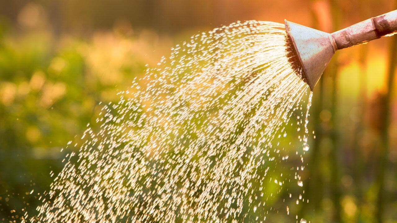 Pflanzen gießen: Die häufigsten Fehler im Sommer