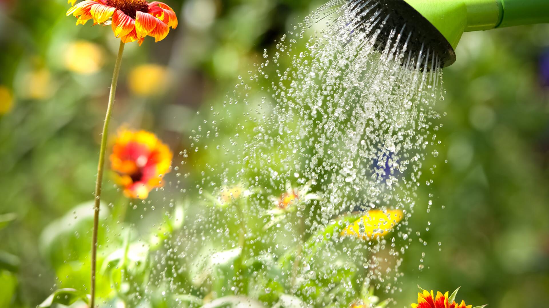 Pflanzen gießen: Regenwasser oder Leitungswasser? Pflanzen gießen: Regenwasser oder Leitungswasser?