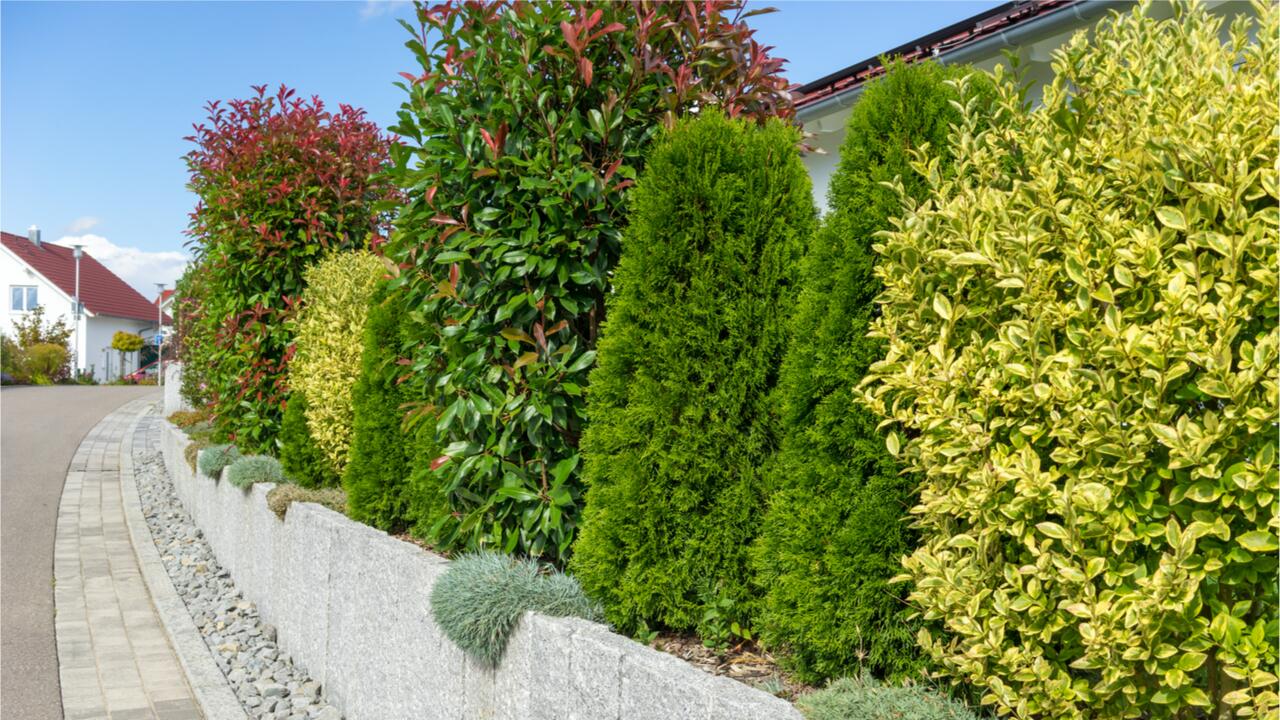 Pflanzzeit für Hecken: Grüne Wände für Privatsphäre im Garten 
