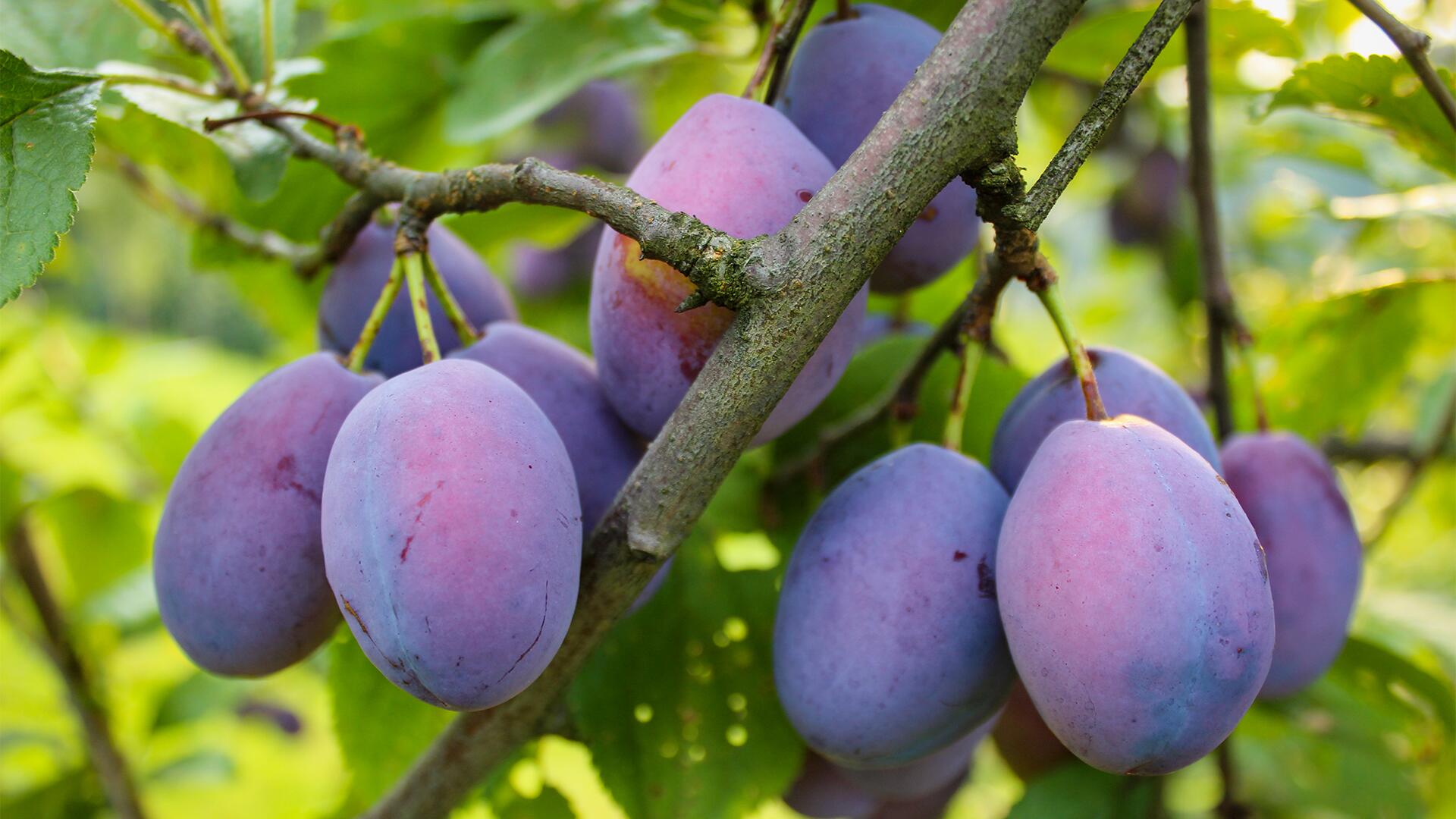 Pflaumen enthalten Vitamine und sekundäre Pflanzenstoffe.
