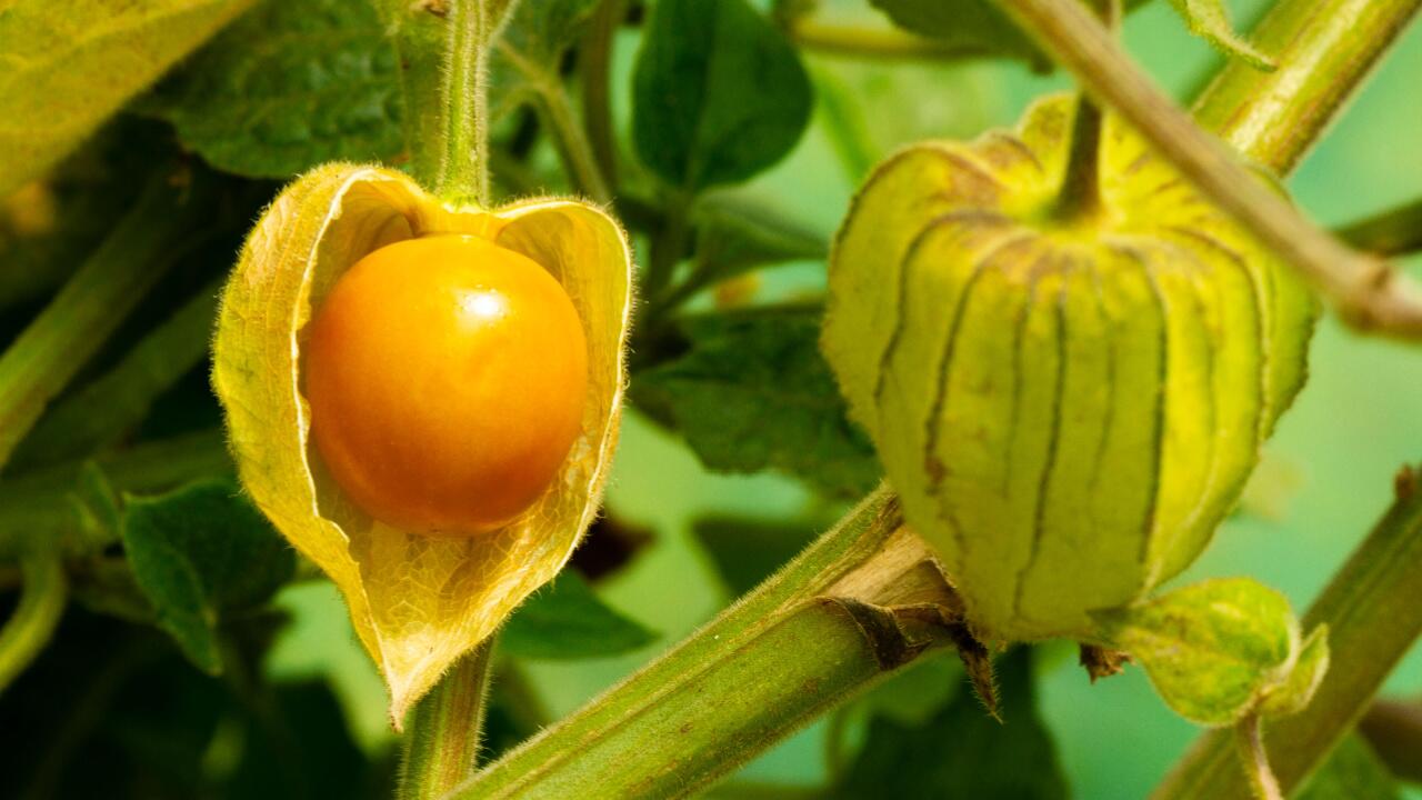 Physalis: Die exotische Frucht gedeiht wunderbar im Kübel