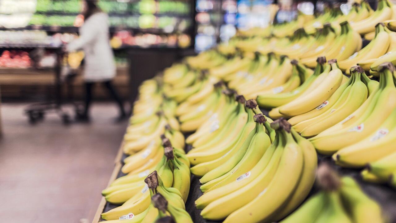 Pilz vernichtet Bananen in Kolumbien. Für Menschen ist er ungefährlich