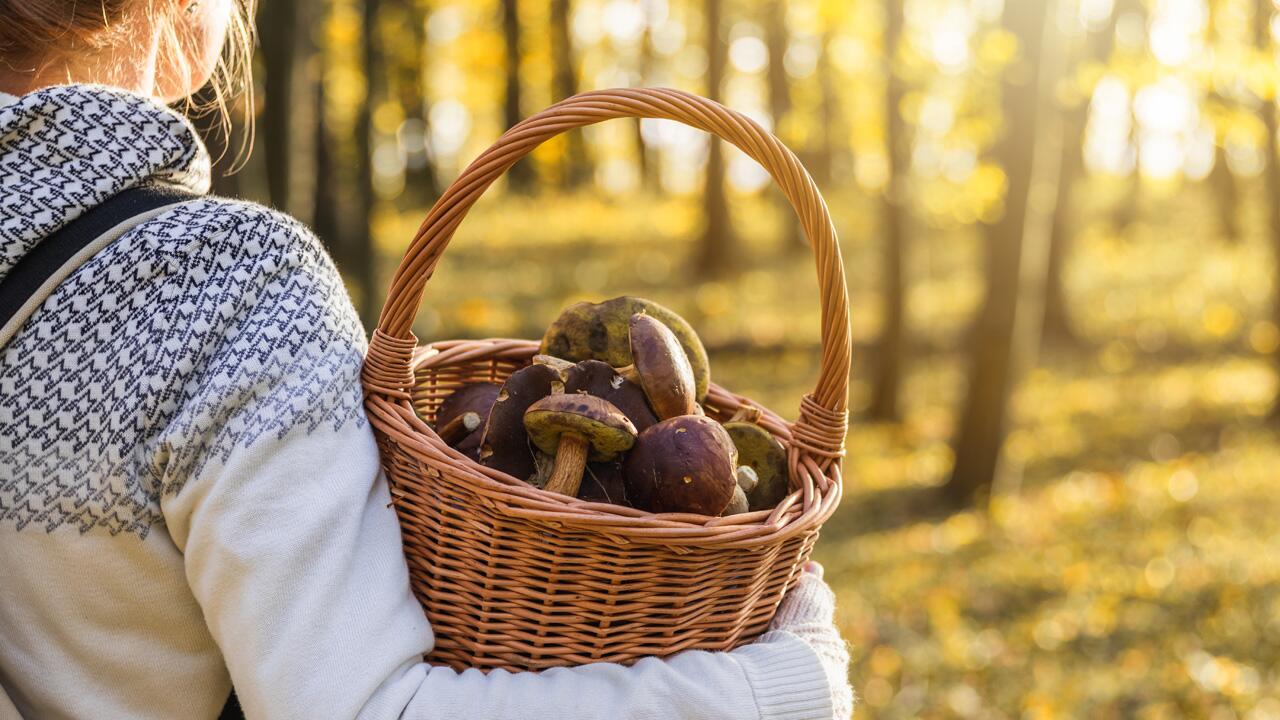 Pilze sammeln: 2021 wird wohl ein gutes Pilzjahr Pilze sammeln: 2021 wird wohl ein gutes Pilzjahr