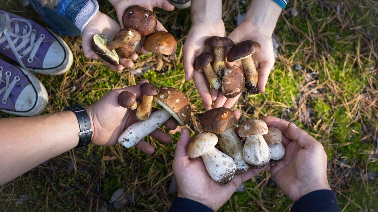 Pilze sammeln: Die Pilzsaison ist in vollem Gange.