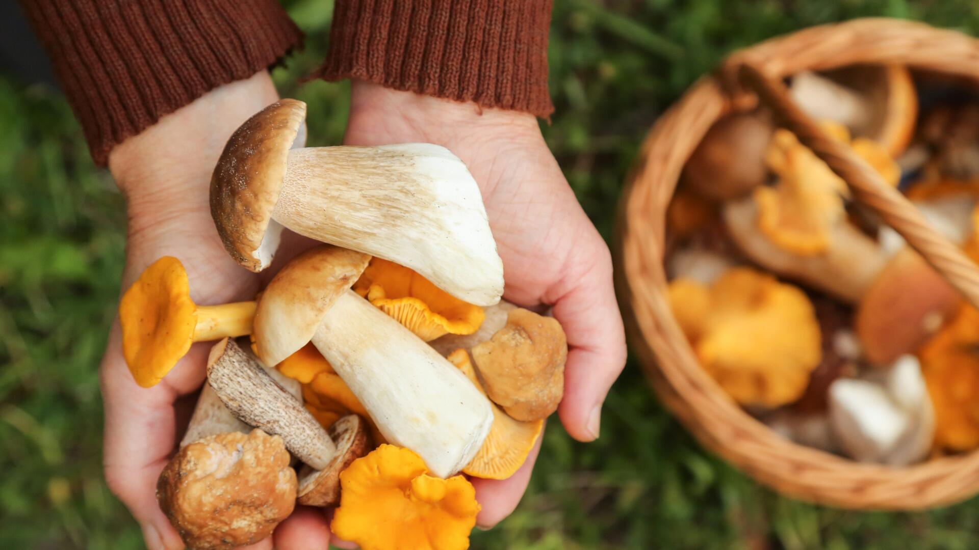 Pilze zu sammeln will gelernt sein