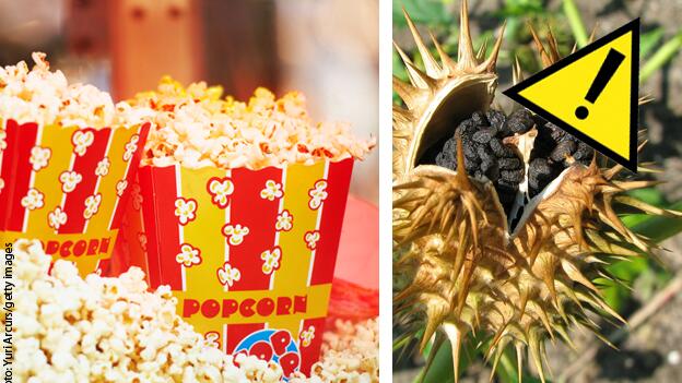 Popcorn, Müsli & Co.: Immer wieder giftige Tropanalkaloide in Getreideprodukten