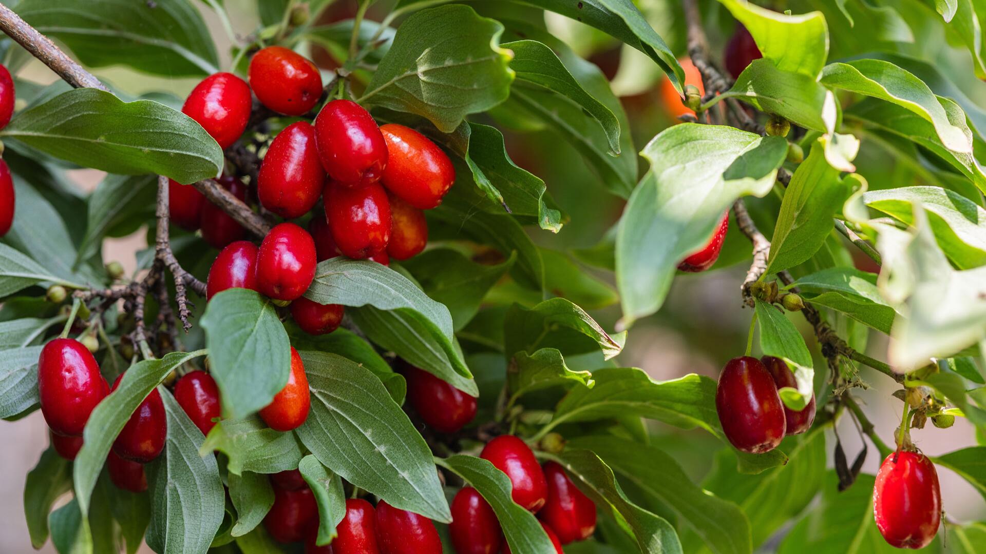 Powerfrucht für Mensch und Natur: Kornelkirschen erkennen, ernten und verarbeiten