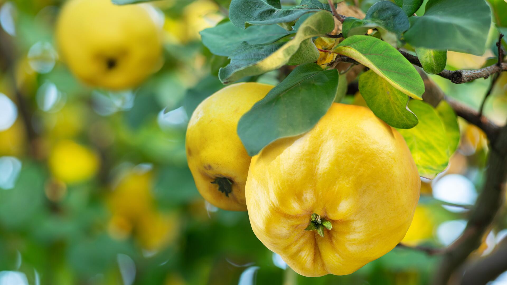 Quitten sind leuchtend gelb und riechen lecker. 