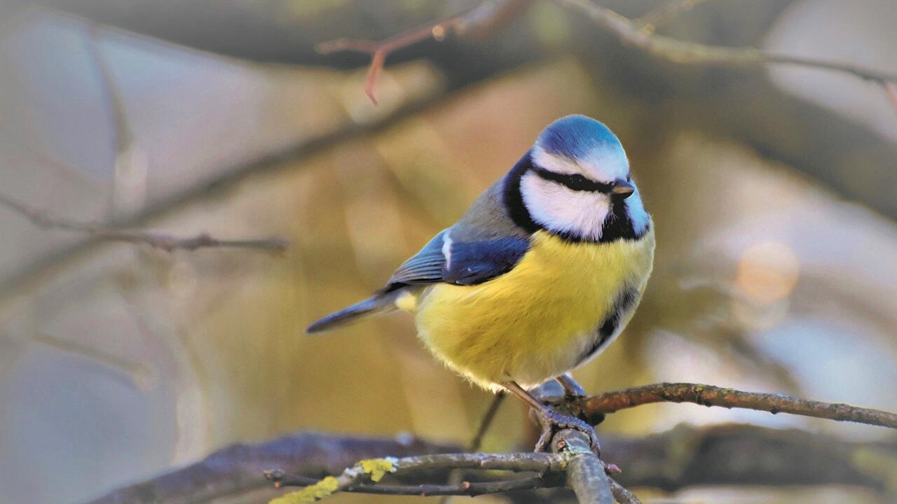 Rätselhaftes Blaumeisen-Sterben in Deutschland