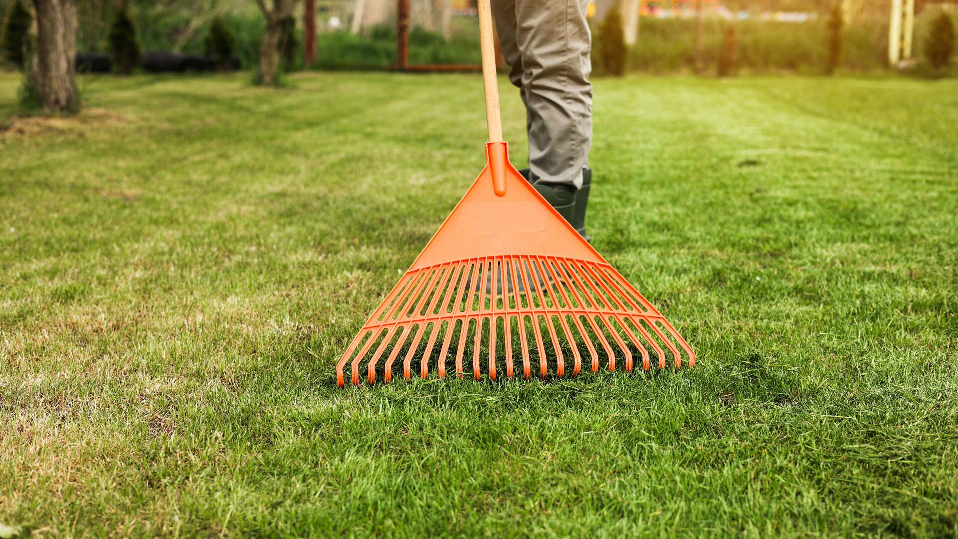 Rasenfilz entfernen: Experten-Tipps für einen gesunden und schönen Rasen