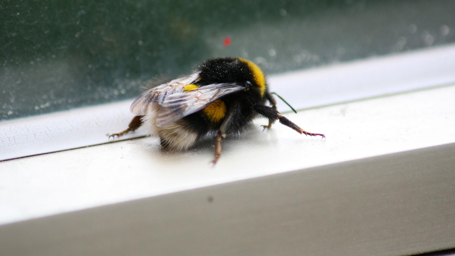 Was tun bei Wespen, Bienen & Co. in der Wohnung? Diese Methoden helfen – ganz ohne Gewalt Was tun bei Wespen, Bienen & Co. in der Wohnung? Diese Methoden helfen – ganz ohne Gewalt