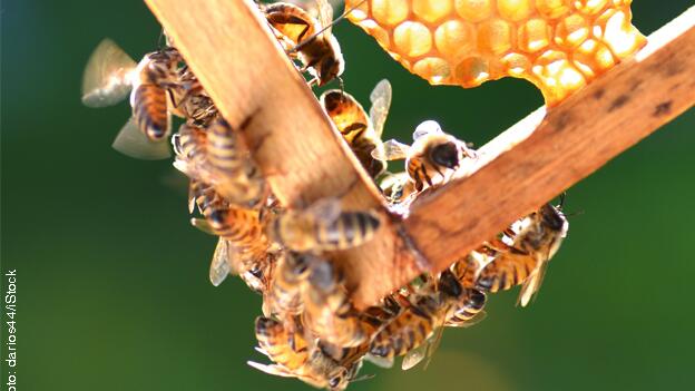 Reaktionen: Planet Nature Kornblumen Honig