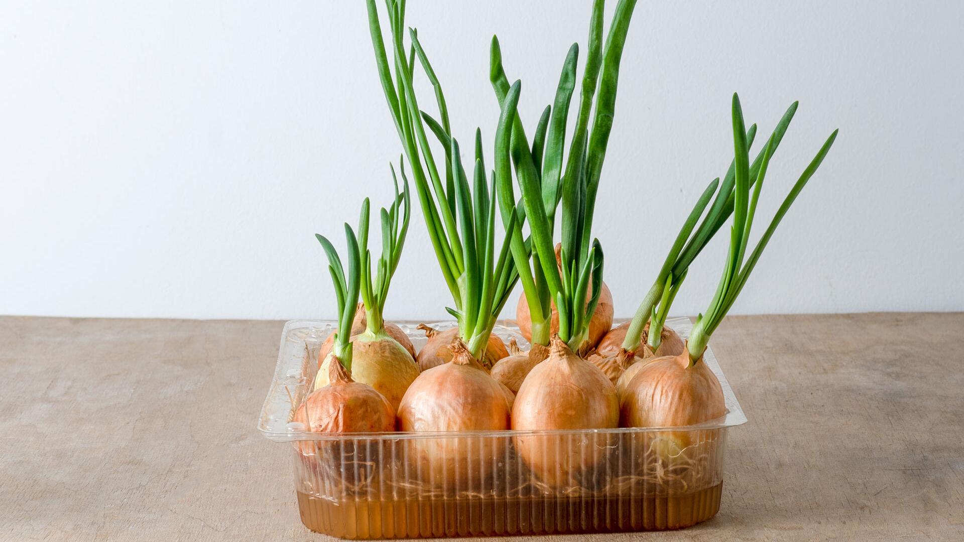 Regrowing: Pflanzen nachwachsen lassen und Abfall vermeiden