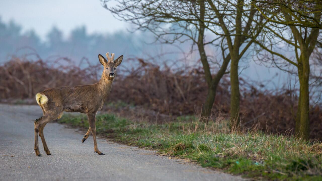 Rehe überqueren Straßen auf der Suche nach Futter.