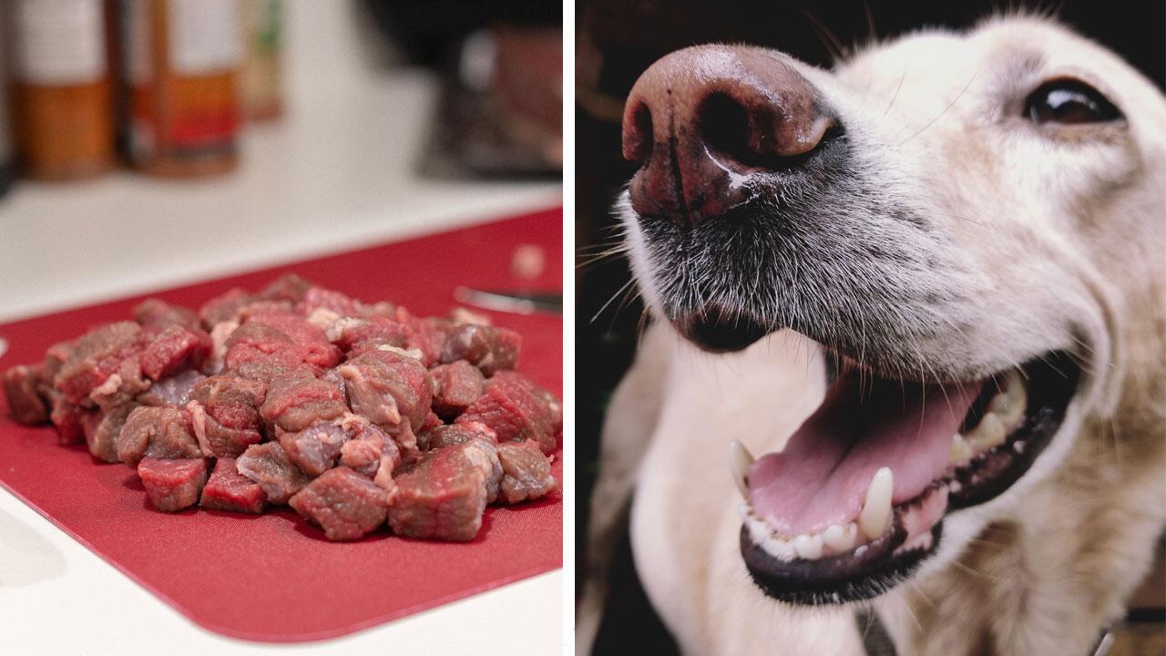 Rohfleischfutter für Hunde birgt ein Gesundheitsrisiko