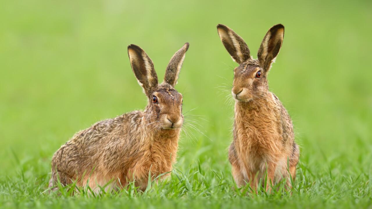 Romanischer Valentinstag? Für Feldhasen ist im Februar Paarungszeit.