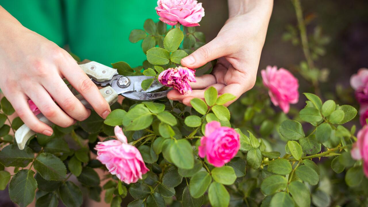 Rosen im Herbst schneiden, düngen und pflegen: Alle wichtigen Tipps