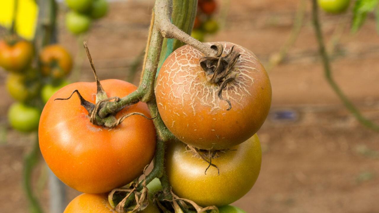 Rostmilbe an der Tomate: Beetnachbarn im Blick behalten 