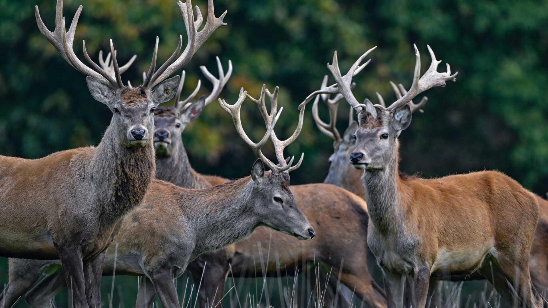 Rothirsche (Cervus elaphus) stehen auf einer Weide. Der Rothirsch ist zum Tier des Jahres 2026 gewählt worden.