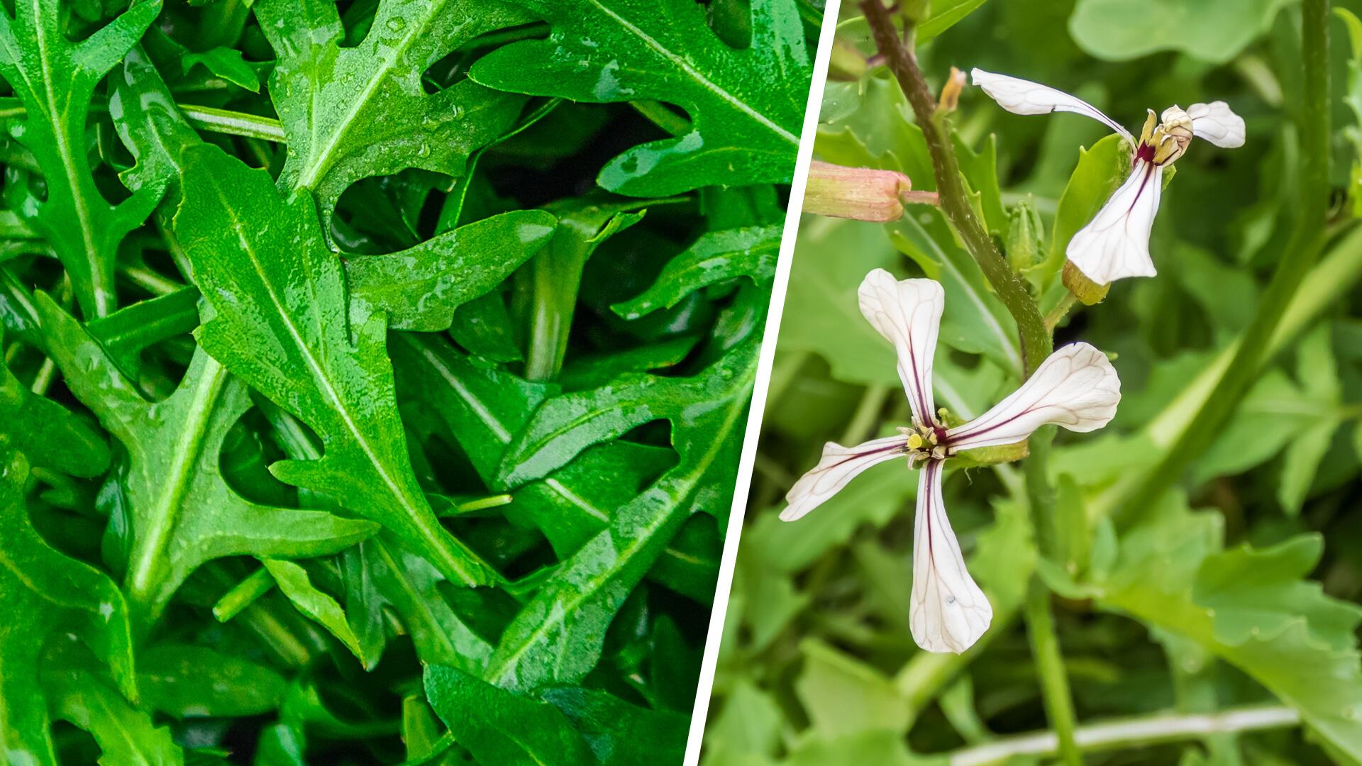 Rucola blüht: Kann ich ihn noch essen? 