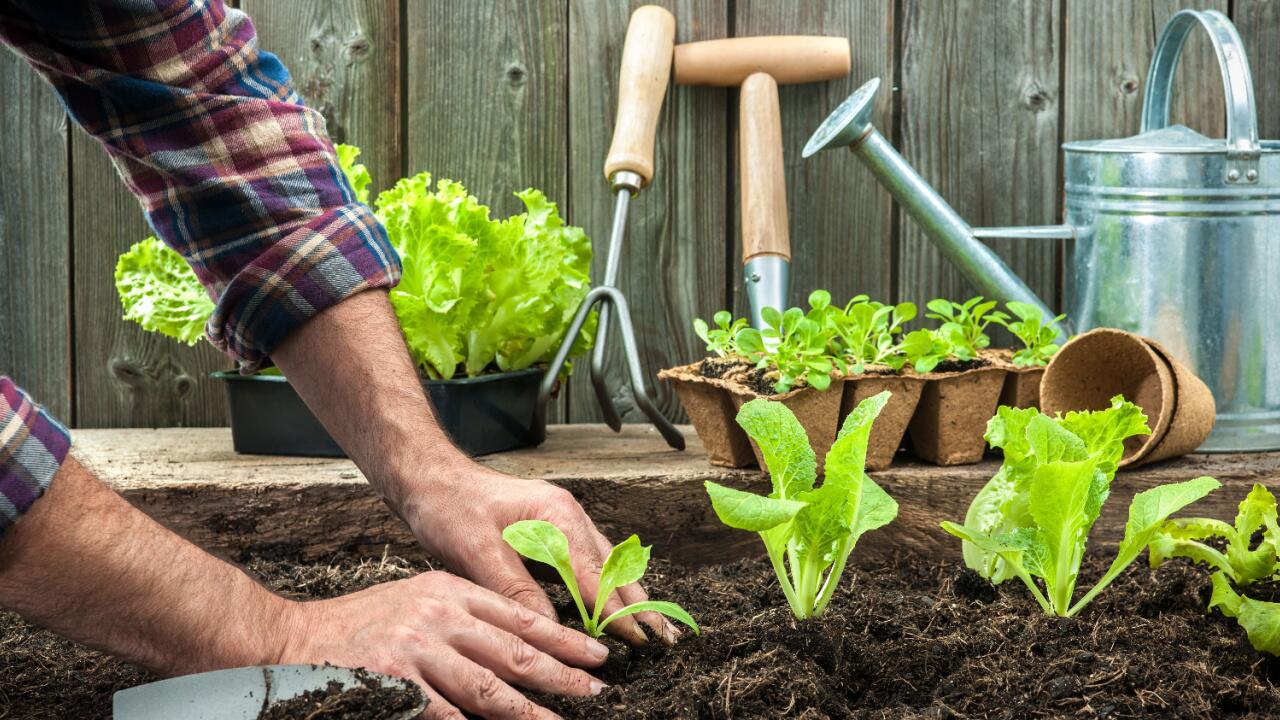 Salat anzupflanzen, funktioniert mit Aussaat oder Setzlingen und zur Not auch auf der Fensterbank.
