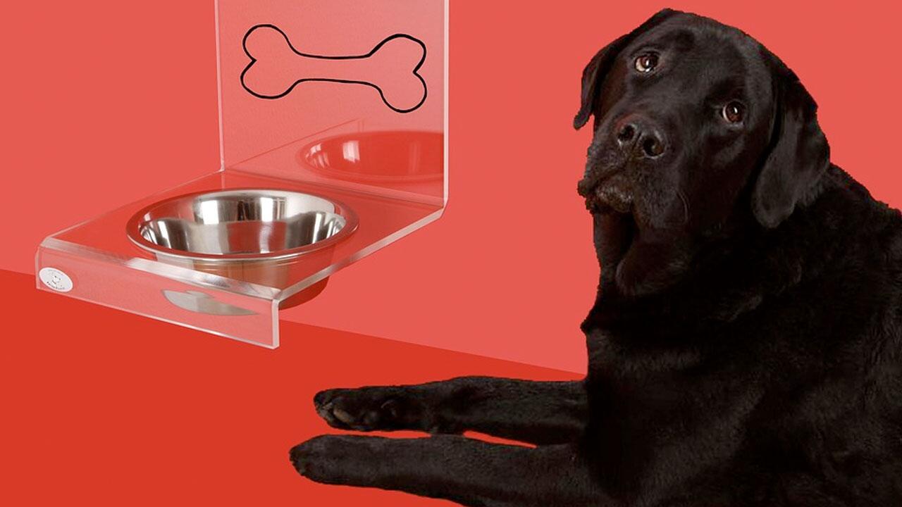 Salmonellen-Gefahr bei Fressnapf: Hundesnacks zurückgerufen