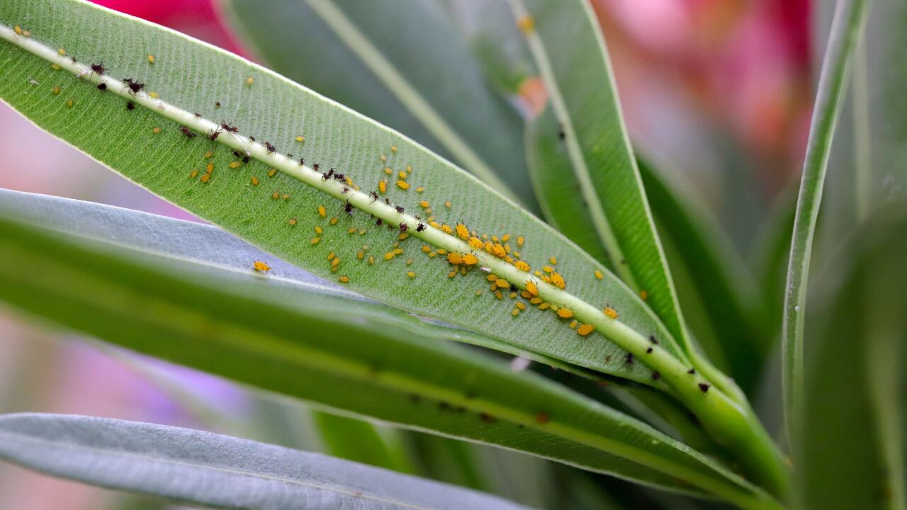 Schädlingsbefall: So wird der Oleander wieder gesund 