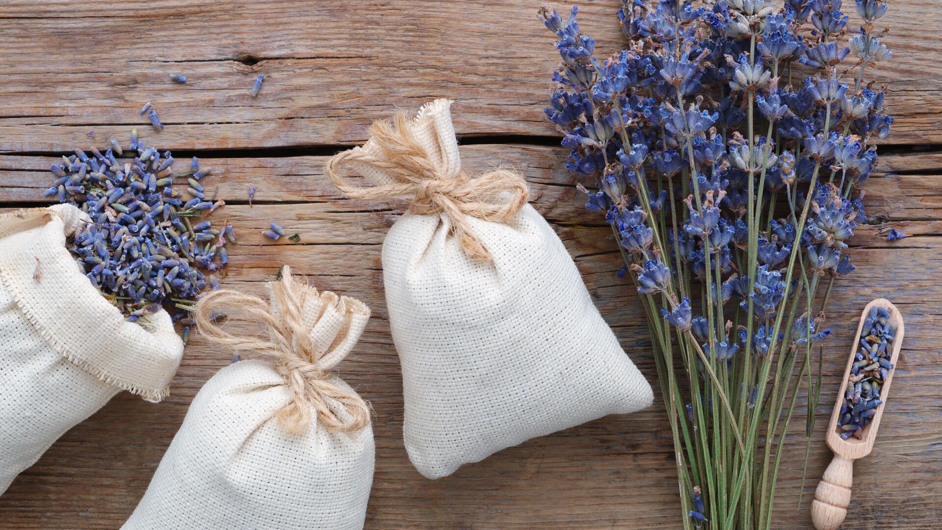 Lavendel: Mehr als hübsch! Die Pflanze lässt sich im Alltag vielfältig einsetzen Lavendel: Mehr als hübsch! Die Pflanze lässt sich im Alltag vielfältig einsetzen