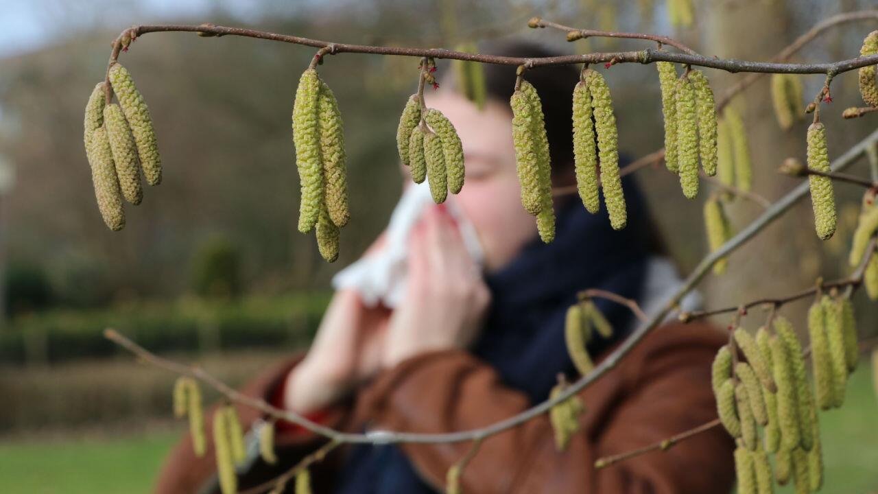 Schlechte Nachrichten für Allergiker: Die Haselnuss ist schon da 