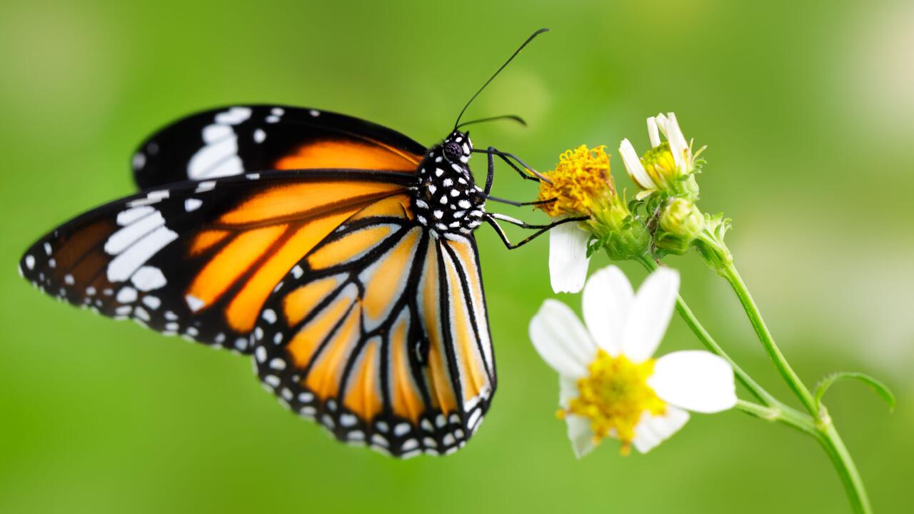 Schmetterlingen brauchen den Nektar von Pflanzen, doch auch die Raupen haben Hunger..