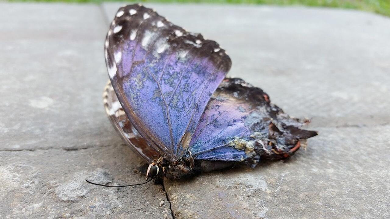 Schmetterlingssterben in Europa – so schlimm ist der Schwund wirklich