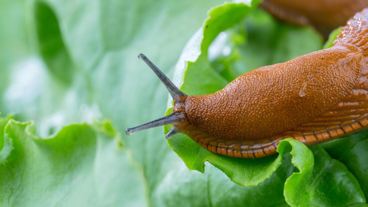 Schnecken bekämpfen: Umweltfreundliche Tipps gegen Nacktschnecken im Garten