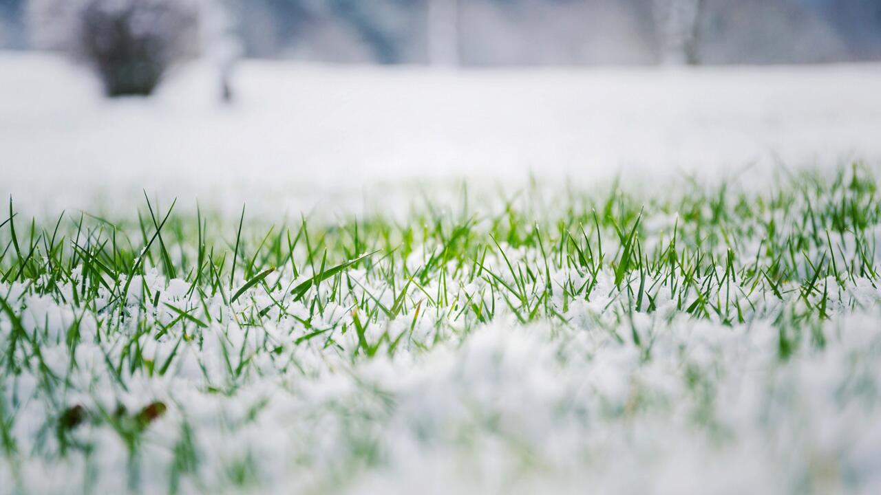 Schnee auf dem Rasen