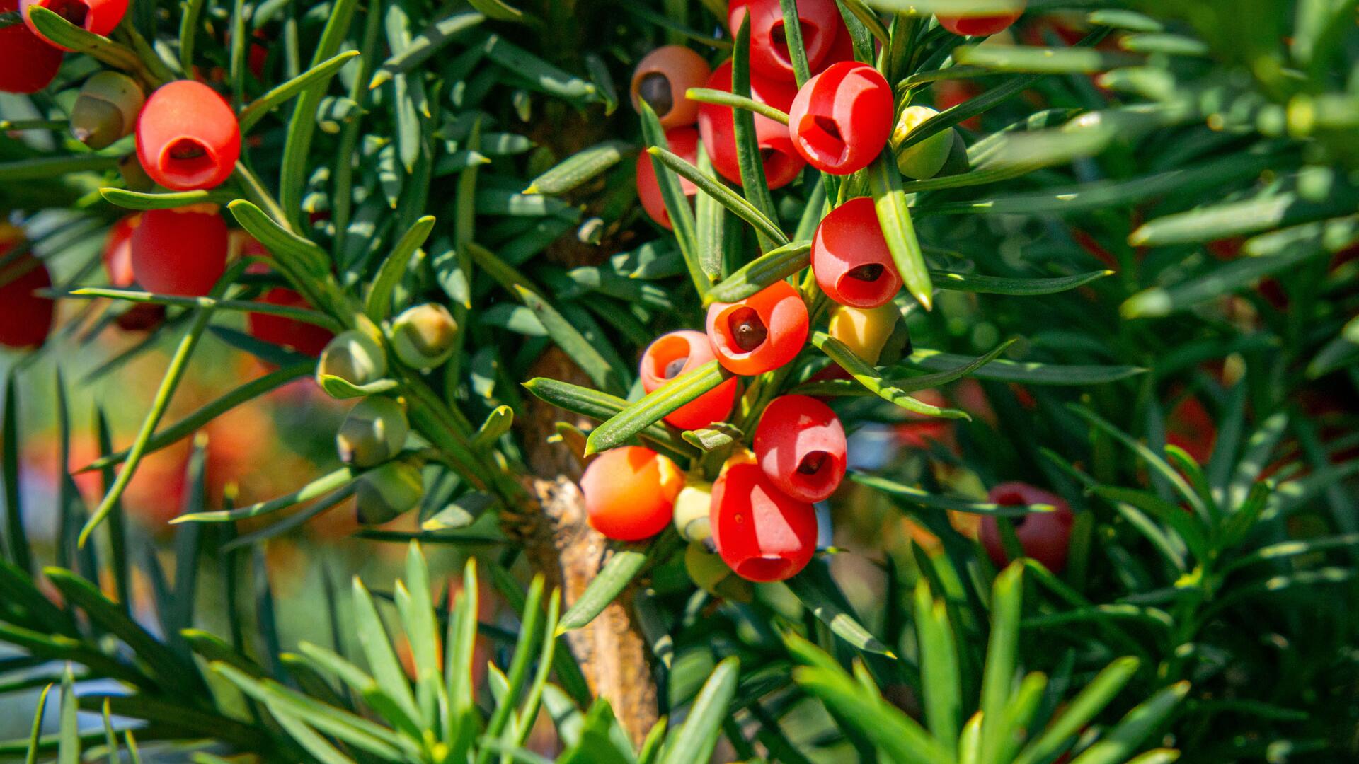 Schön, aber leider giftig: Diese Gartenpflanzen sollten Sie kennen
