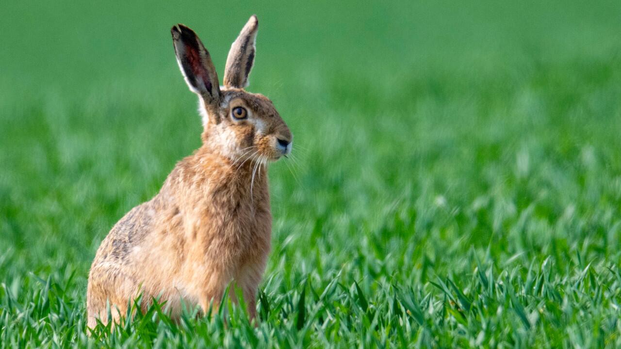 Schöne Nachrichten zu Ostern: Es gibt wieder mehr Feldhasen in Deutschland