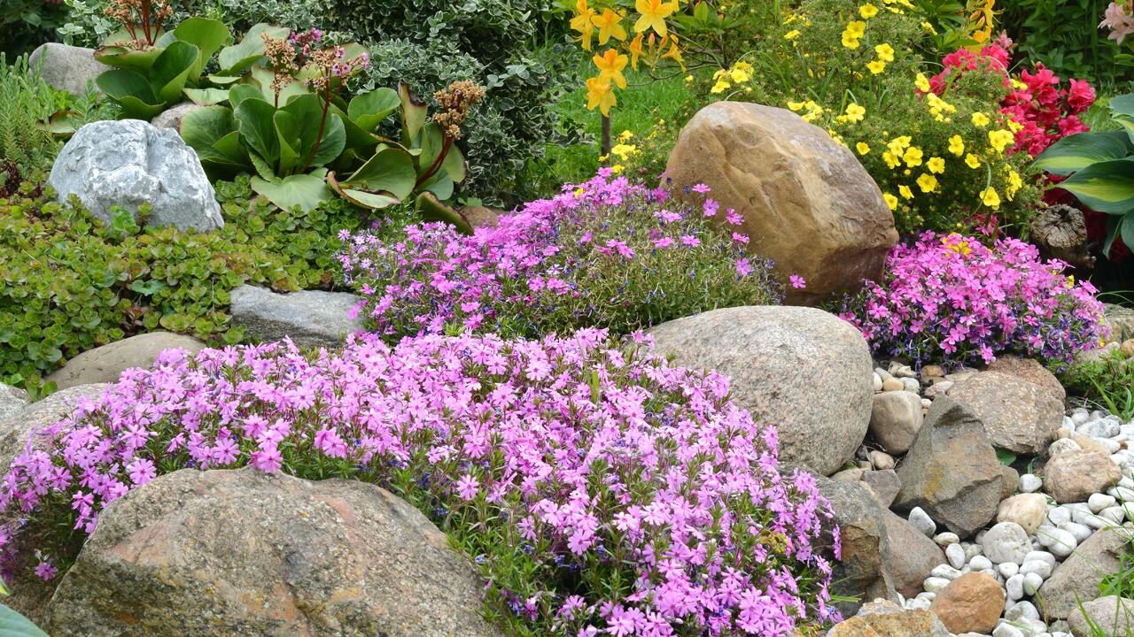 Schottergärten heizen sich unglaublich auf: So wird der Schottergarten wieder grün