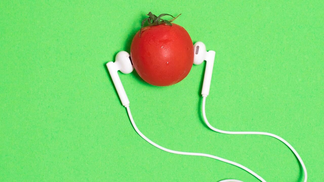 Schreiende Tomaten? Gestresste Pflanzen machen laut Studie Geräusche