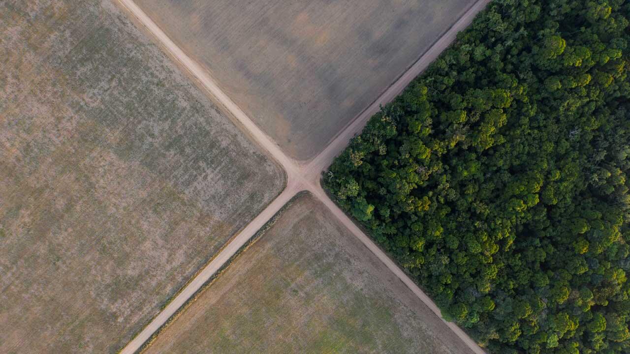 Schutz des Regenwaldes: EU verbietet Warenimport bei Abholzung 