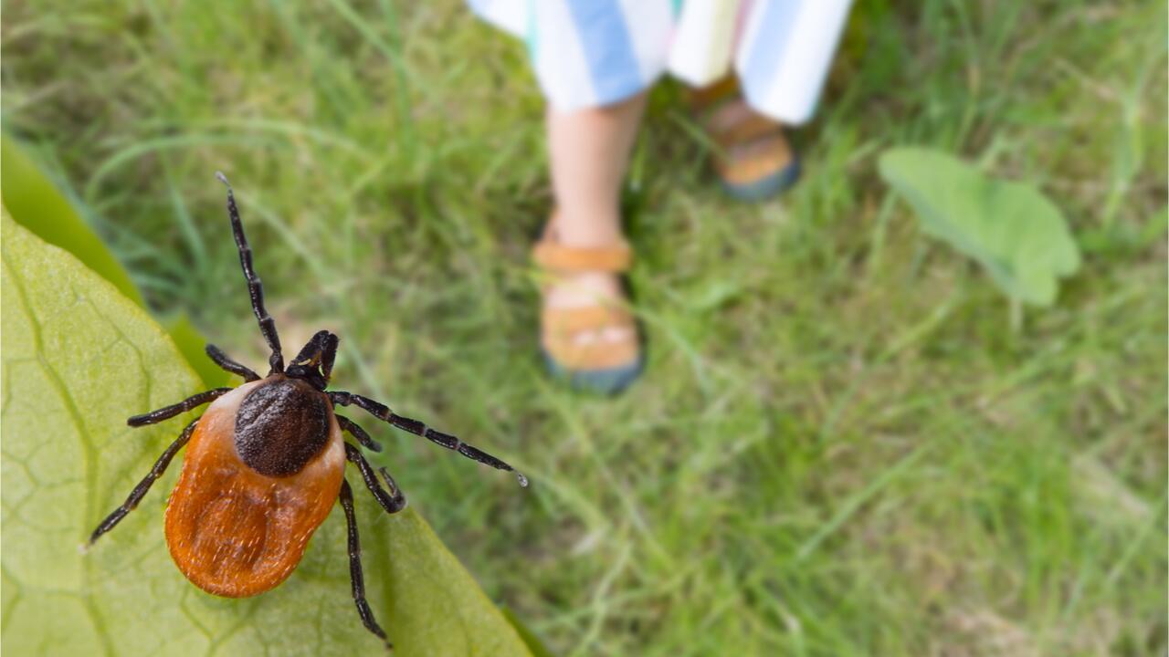 Schutz vor Zecken: So beugen Sie einem Zeckenbiss vor