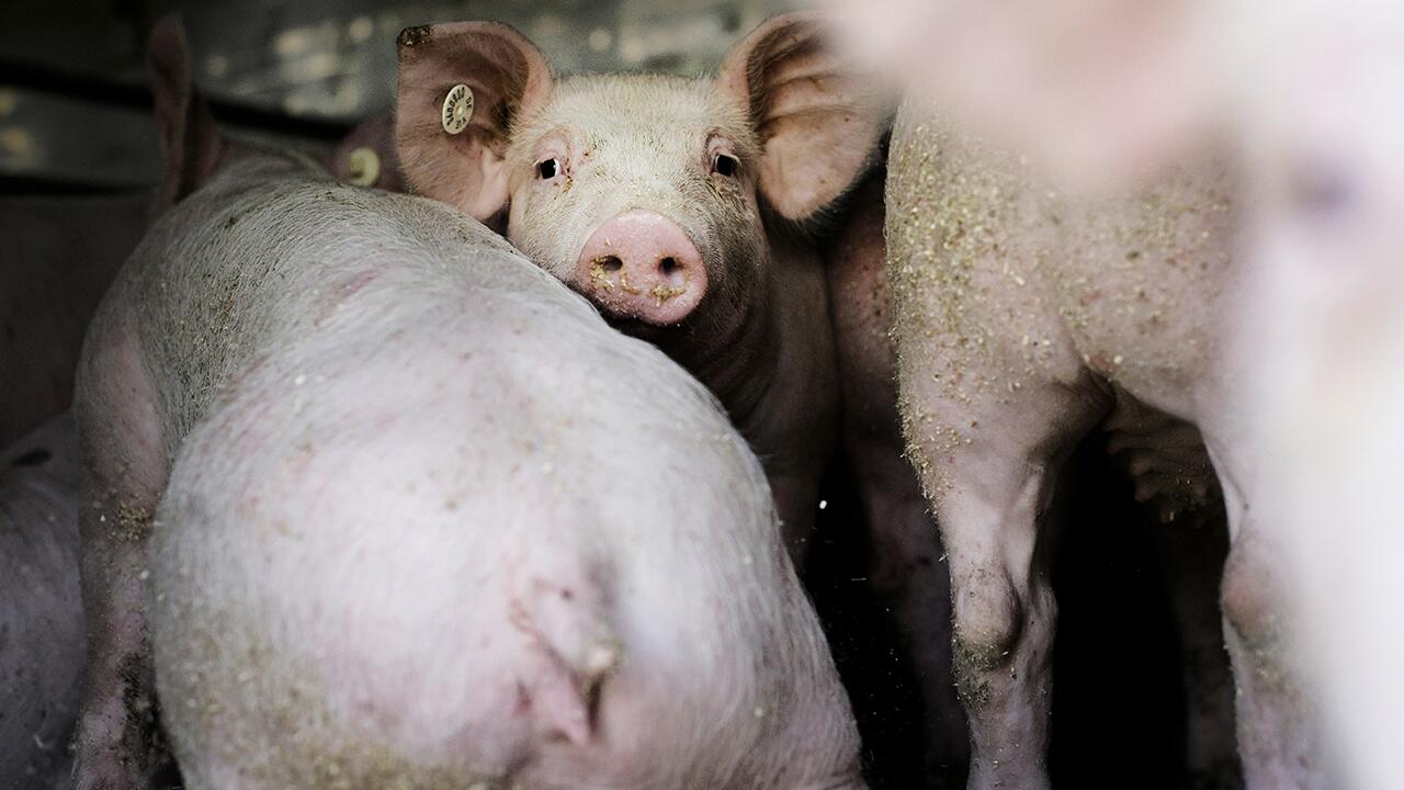 Schweine, Puten & Co. werden wegen falscher Haltung verstümmelt.