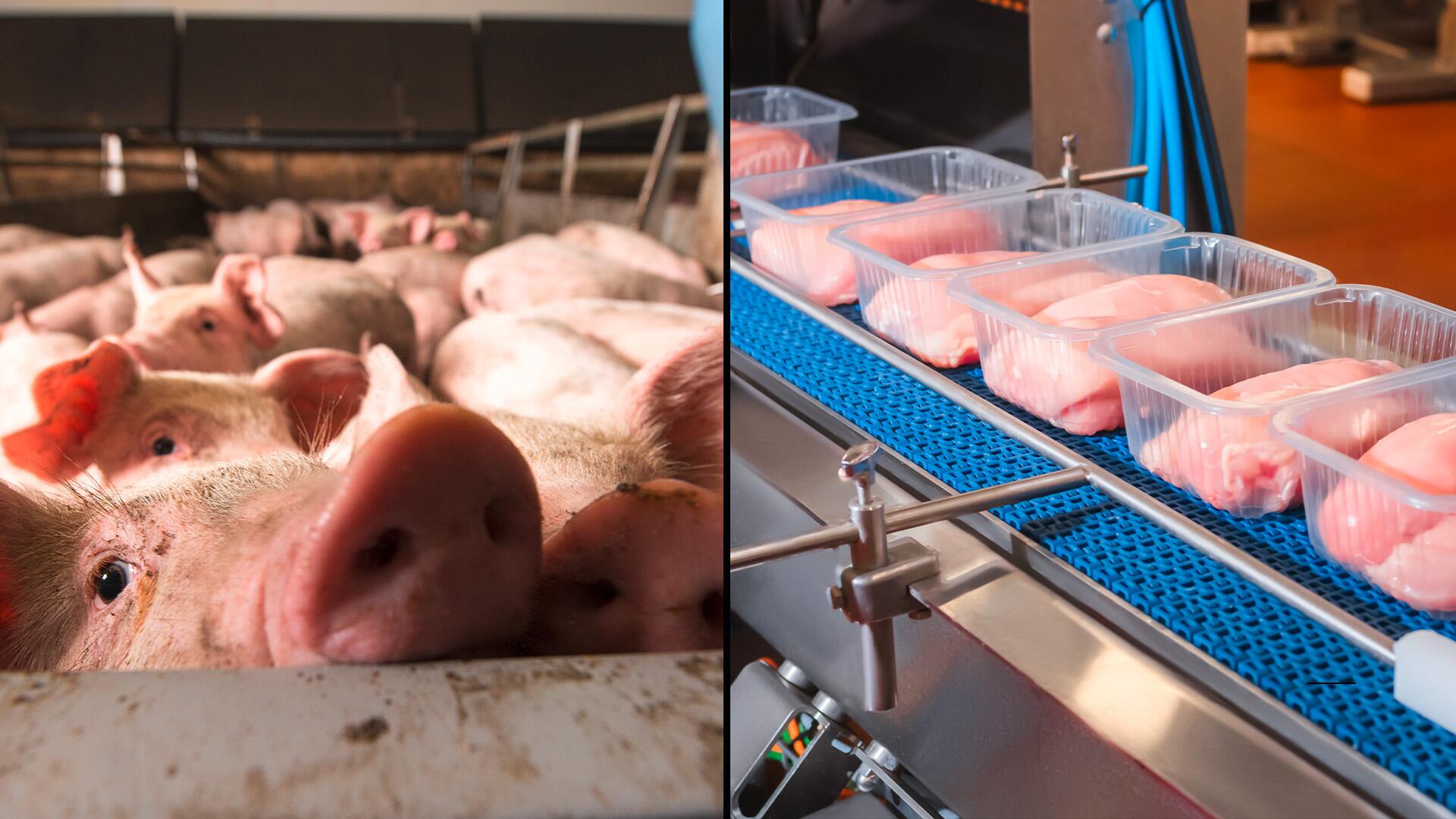 Schweine- und Hähnchenfleisch enthält oft antibiotikaresistente Keime. 