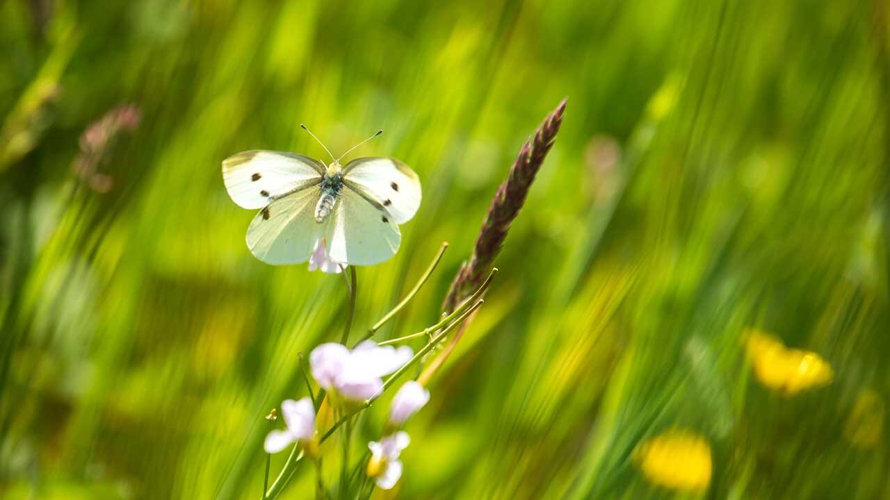 Seltenes Mähen von Wiesen nützt "guten" Insekten 