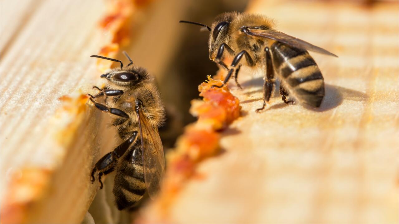 Shutterstock/Ihor Hvozdetskyi