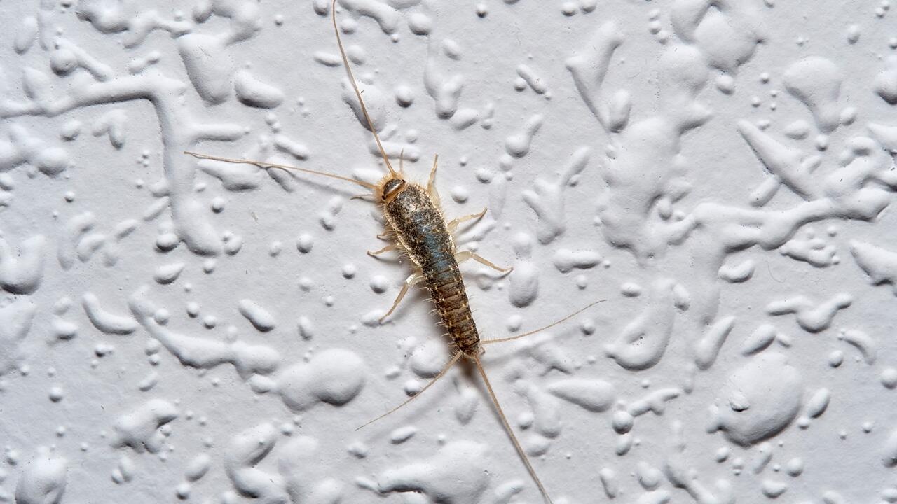 Silberfische kann man auch mit Hausmitteln loswerden