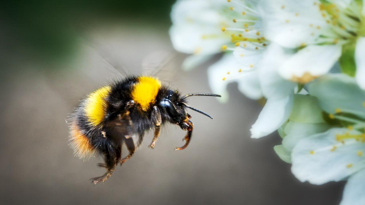 So gestalten Sie Ihren Garten hummelfreundlich