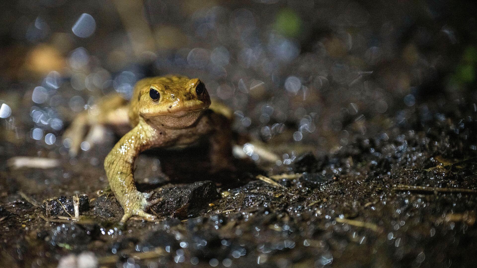 So kommen Amphibien im Garten gut durch den Winter